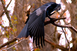 Anhinga (Snake Bird